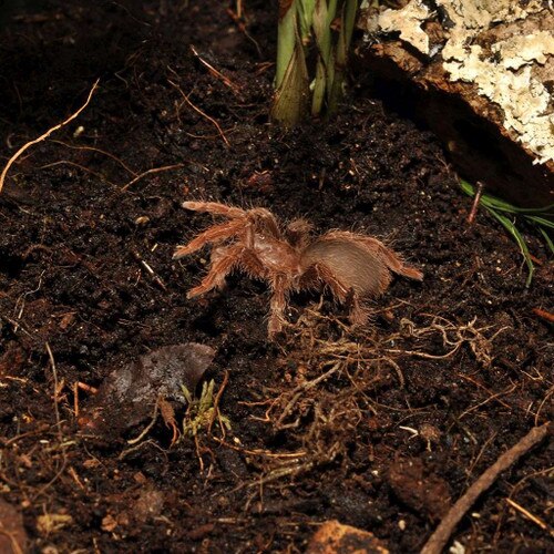 Spider on Jungle Bio Substrate